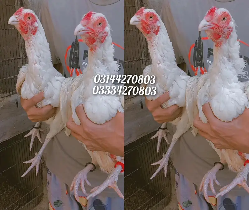 Heera/chick/eggs/pathy/madi/murga/hera/hira/hen/white/pure/aseel — photo 4