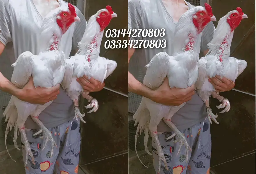 Heera/chick/eggs/pathy/madi/murga/hera/hira/hen/white/pure/aseel — photo 7