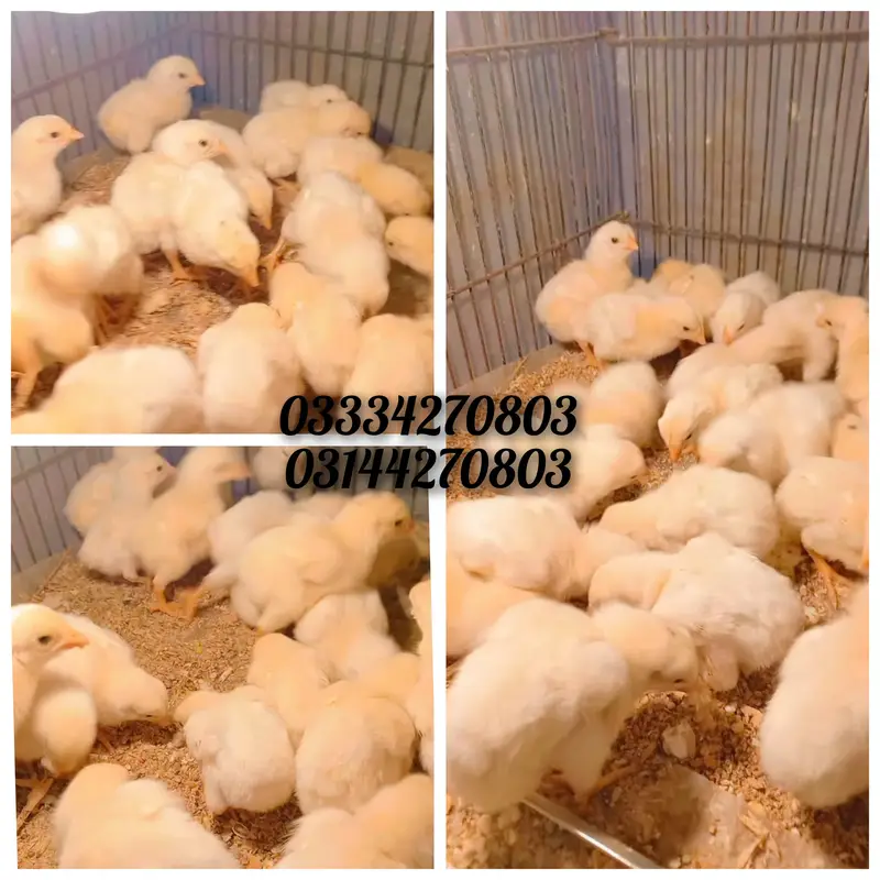Heera/chick/eggs/pathy/madi/murga/hera/hira/hen/white/pure/aseel — photo 11