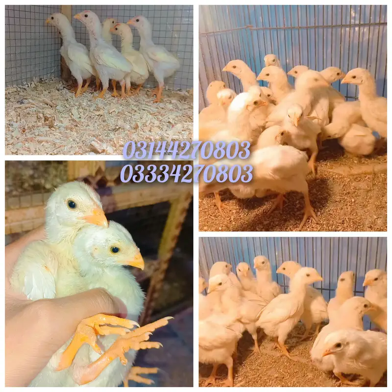 Heera/chick/eggs/pathy/madi/murga/hera/hira/hen/white/pure/aseel — photo 12
