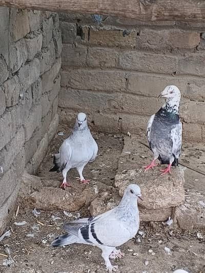 pigeon shahchancherag