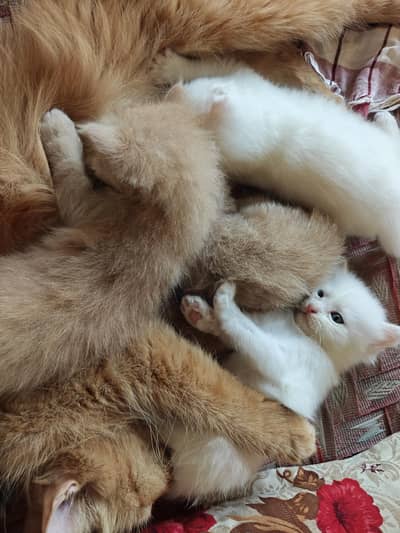 Persian Cats available for sale
