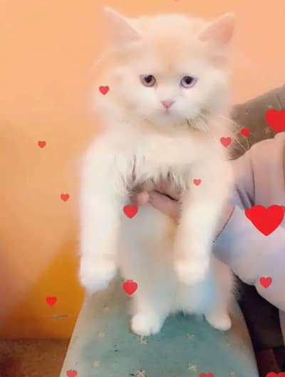 (Persian female kitten) (for sale all) (Pakistan delivery available)