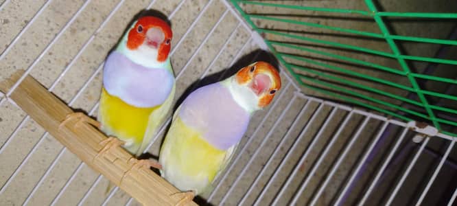 gouldian paird for sale