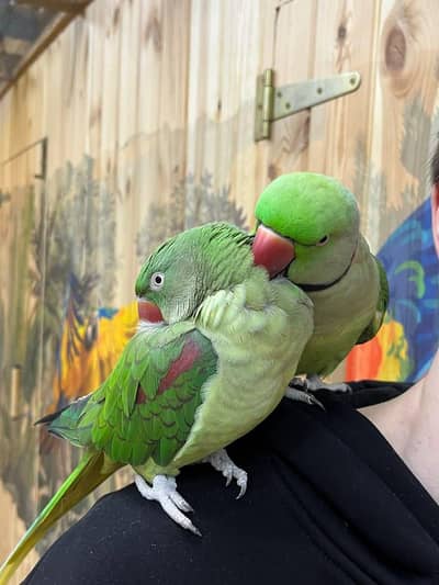 raw parrot pair