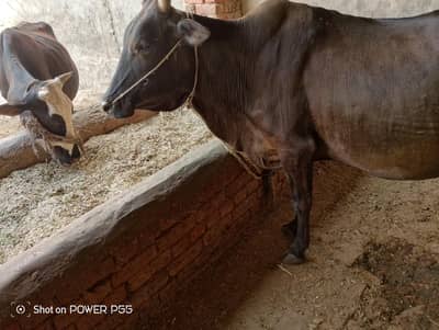 dairy cows for sale