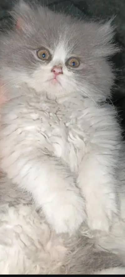adorable person kittens
