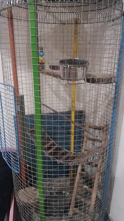 parrot 5
