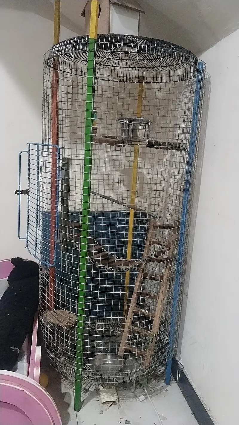 parrot 5 — photo 2