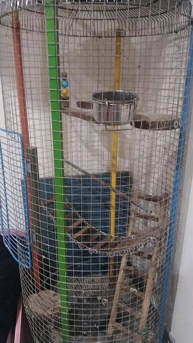 parrot 5 — photo 3