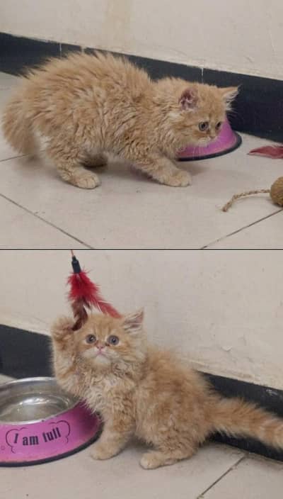 persian female available 03234102419