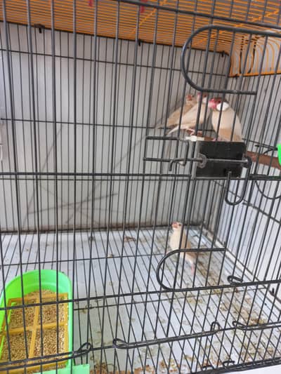 Finch Fawn Java