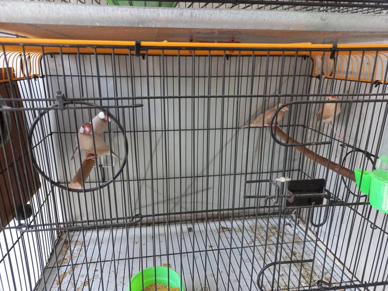 Finch Fawn Java 1