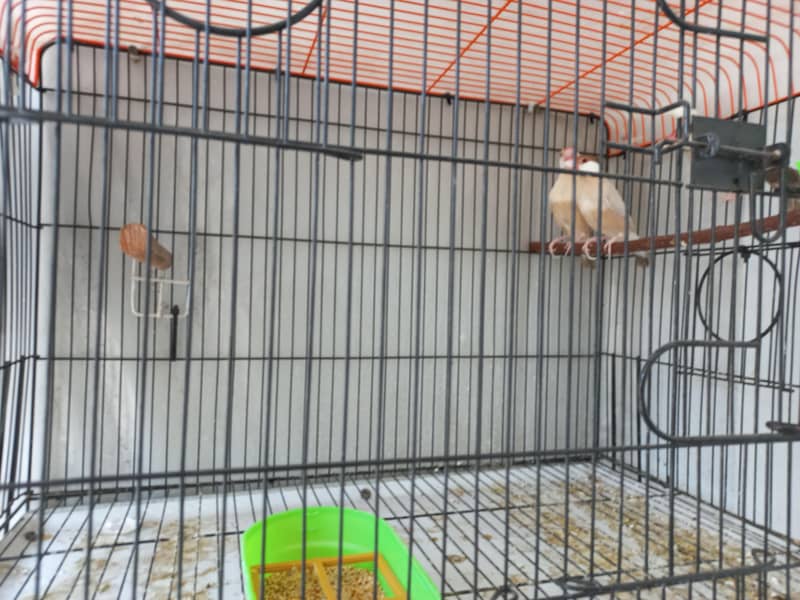 Finch Fawn Java 2