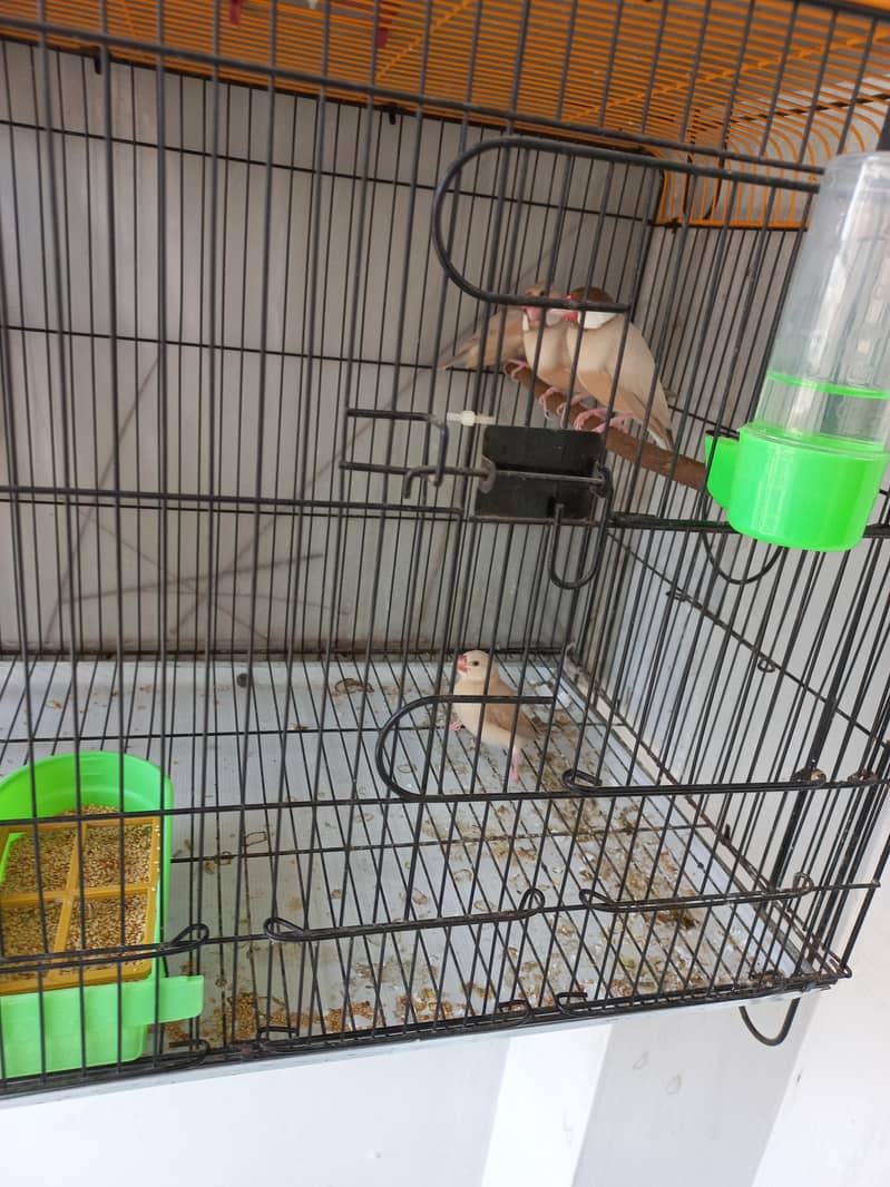 Finch Fawn Java 3