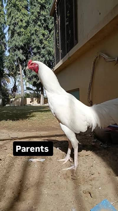 pure aseel heera chicks
