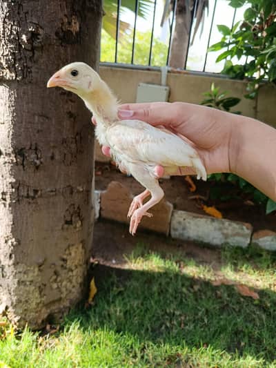 pure aseel heera chicks
