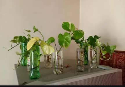 Money Plants