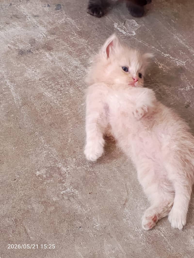 persian 1