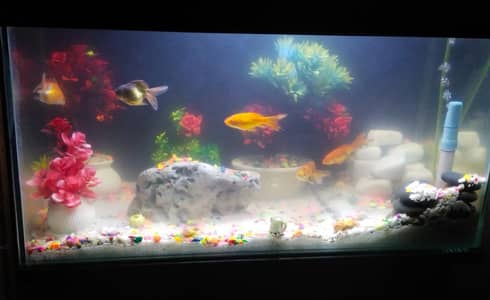 best Fish tank