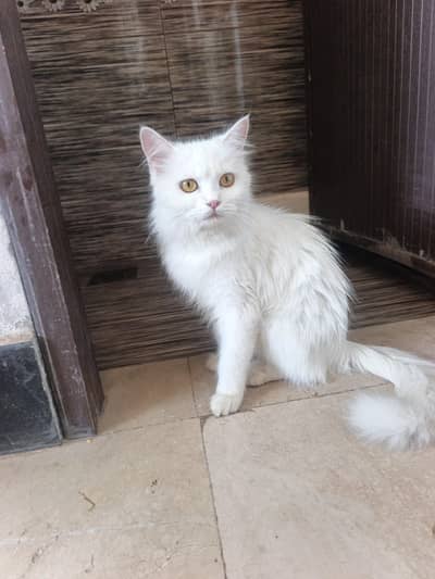 Doll Face Cat*Pic Ma Choti Lag Rahi Ha Wesy Mashallah Kafi Healthy Ha