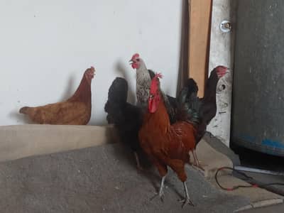7 hen