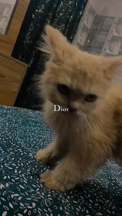 Golden Persian