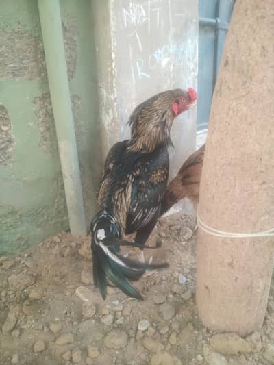 arjant sell sirf morga hy Asil black Java 5500k/ 03152041402