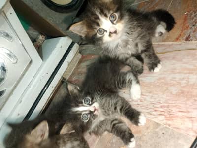 kittens