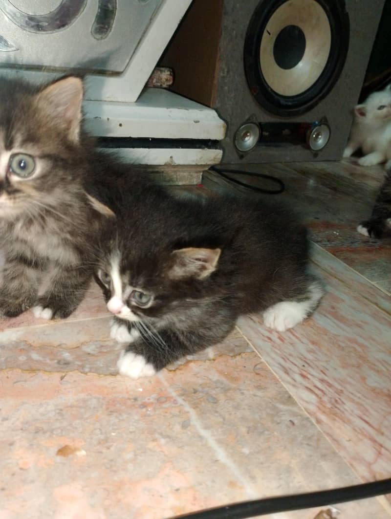 kittens 1