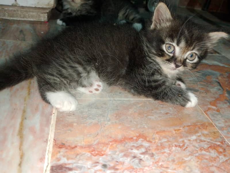 kittens 2