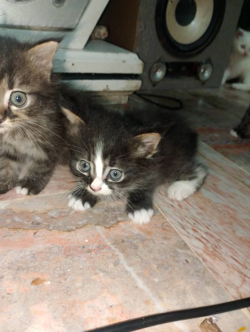 kittens 3