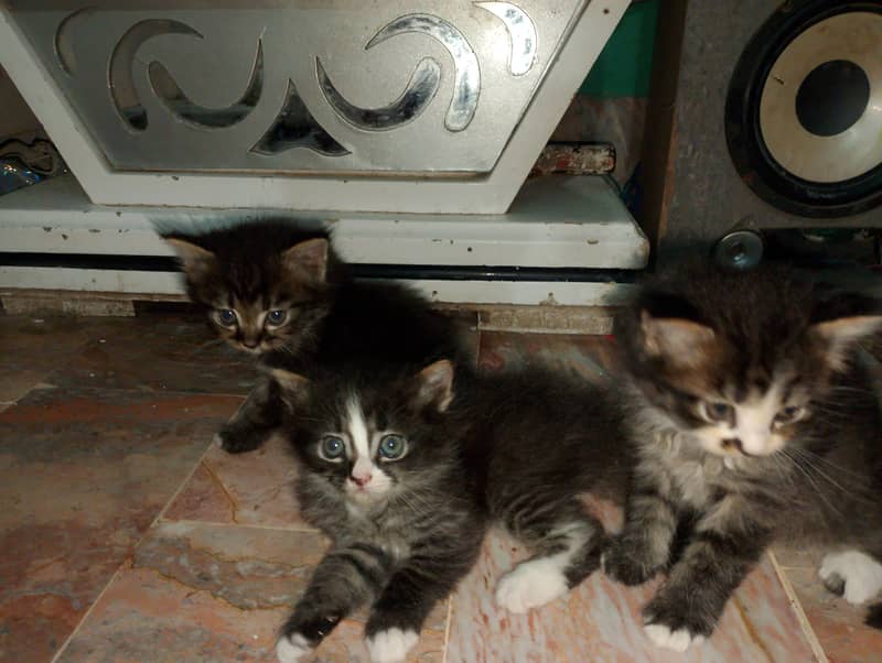 kittens 4