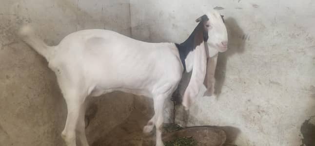 2 dant fresh path available for urgent sell