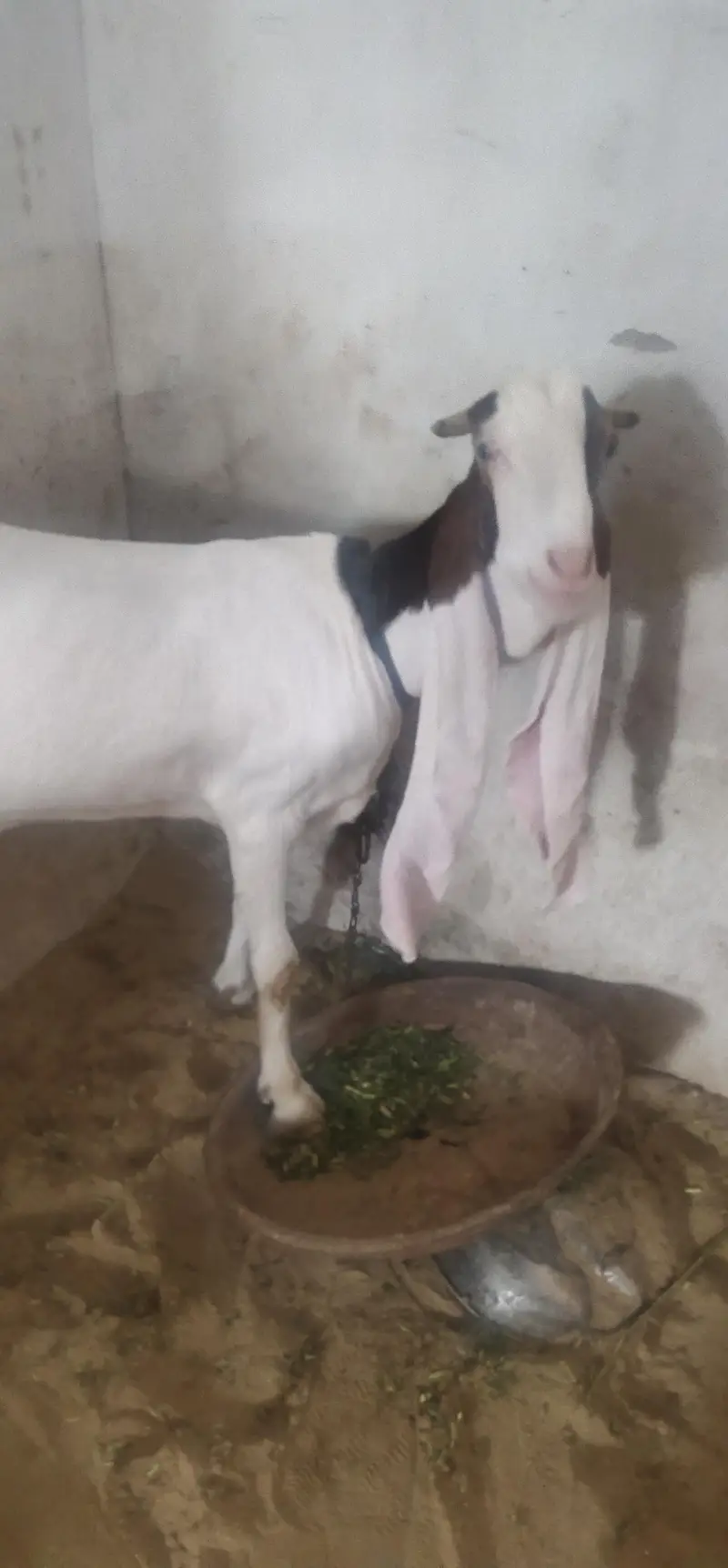 2 dant fresh path available for urgent sell — photo 2