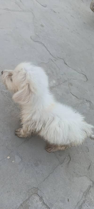 Russian dog female for sell marteze breed mix long coated