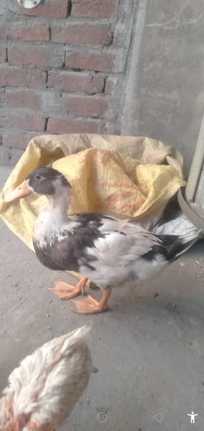 healthy duck pair
