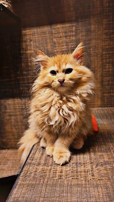 Ginger Persian Male Cat
