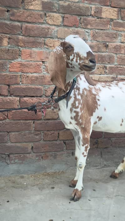 Desi Bakri Doodh Wali