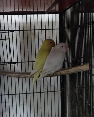 love birds Breeder pair