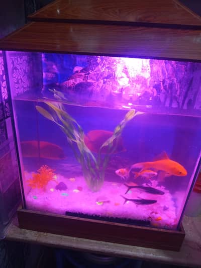 aquarium and fish for sale
