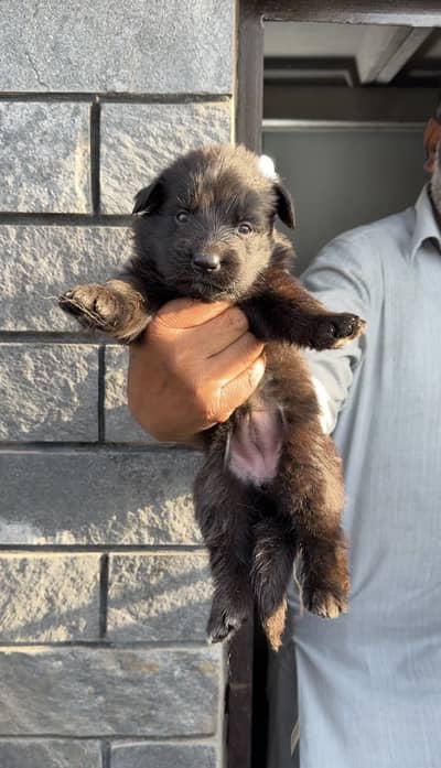 German Shepherd Puppies Available – Black & Black/Tan