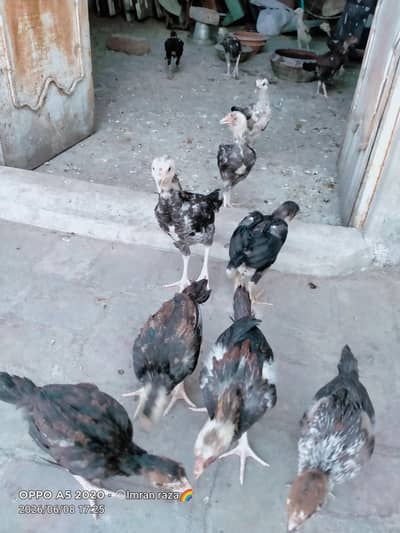 pure aseel mianwali chiks