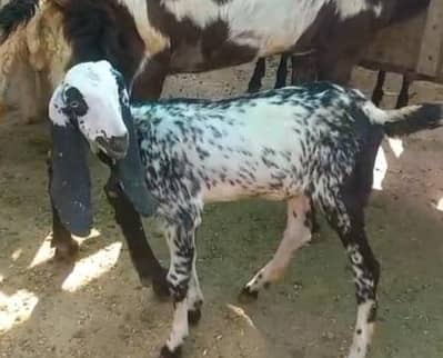 Maki chani 1.5 month female . Final 20 hazar. High Quality