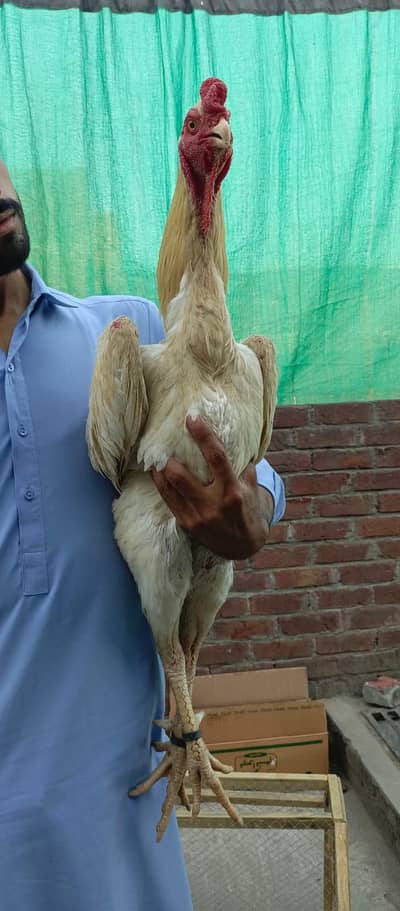 White Shamo Chicks