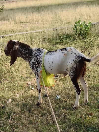 دو دانت خوبصورت بکرا انڈل Bakra