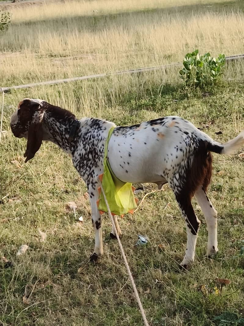 دو دانت خوبصورت بکرا انڈل Bakra 0