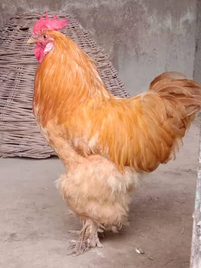 golden and white heavy buff