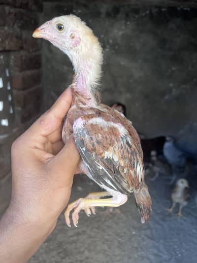 Home Breed For Sale Pure Wuality gurrented birds