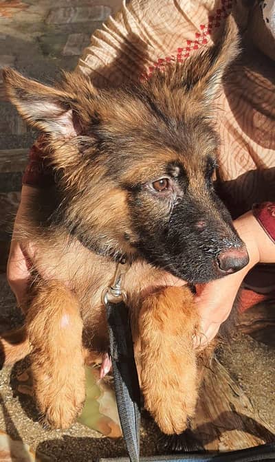 Male German shepherd 4 months old